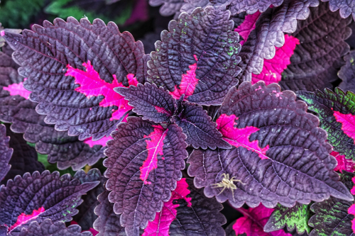 beefsteak-plant-3306975_1920.jpg