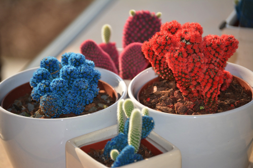 cactus-1081219_1920.jpg
