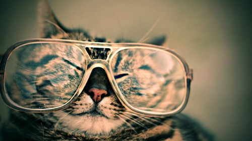 cat-984097_640.jpg