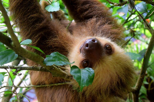 sloth-1879999_640.jpg